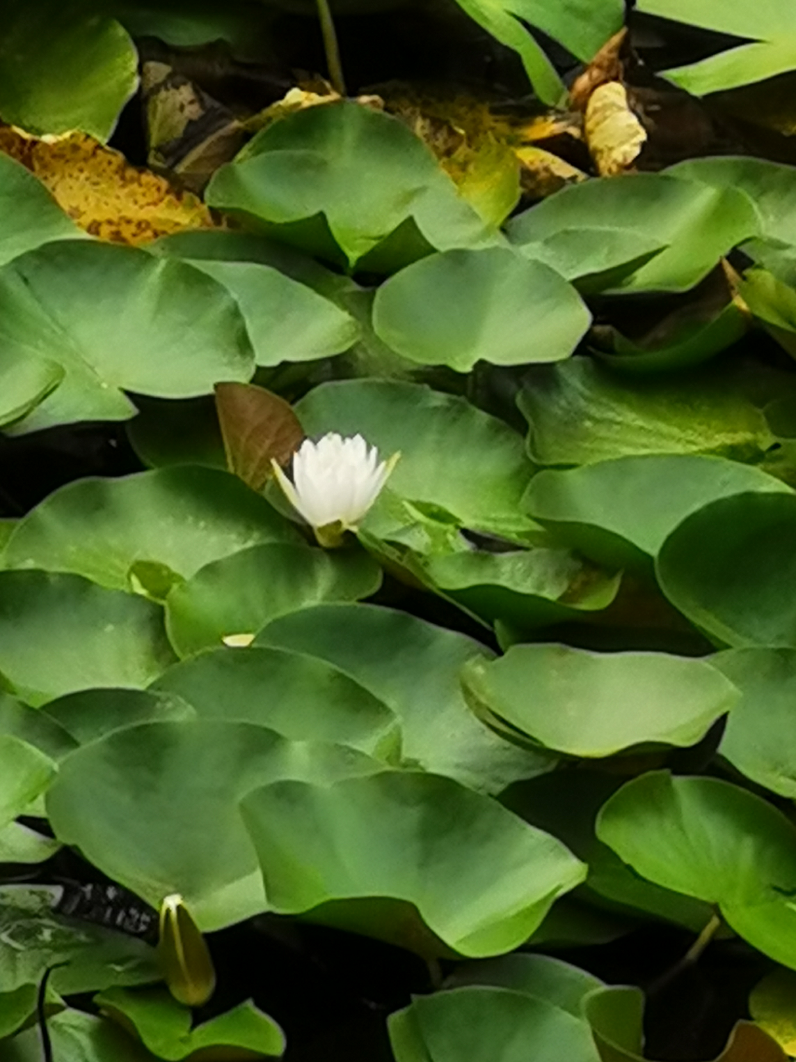 IMG_20210717_151849.jpg