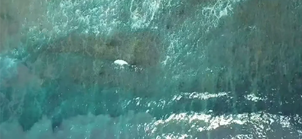 浪花只开一时,但比千年石.png