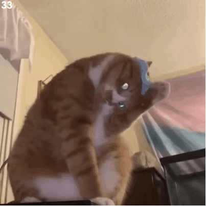 img-1672919554758006C7PHRly1h9q9josc0lg30b70b7e81.gif