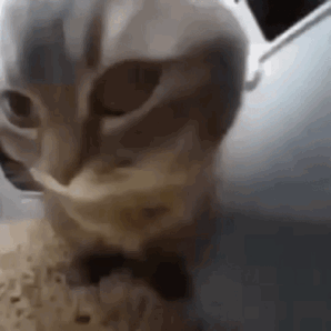 1730522404275_124051.gif