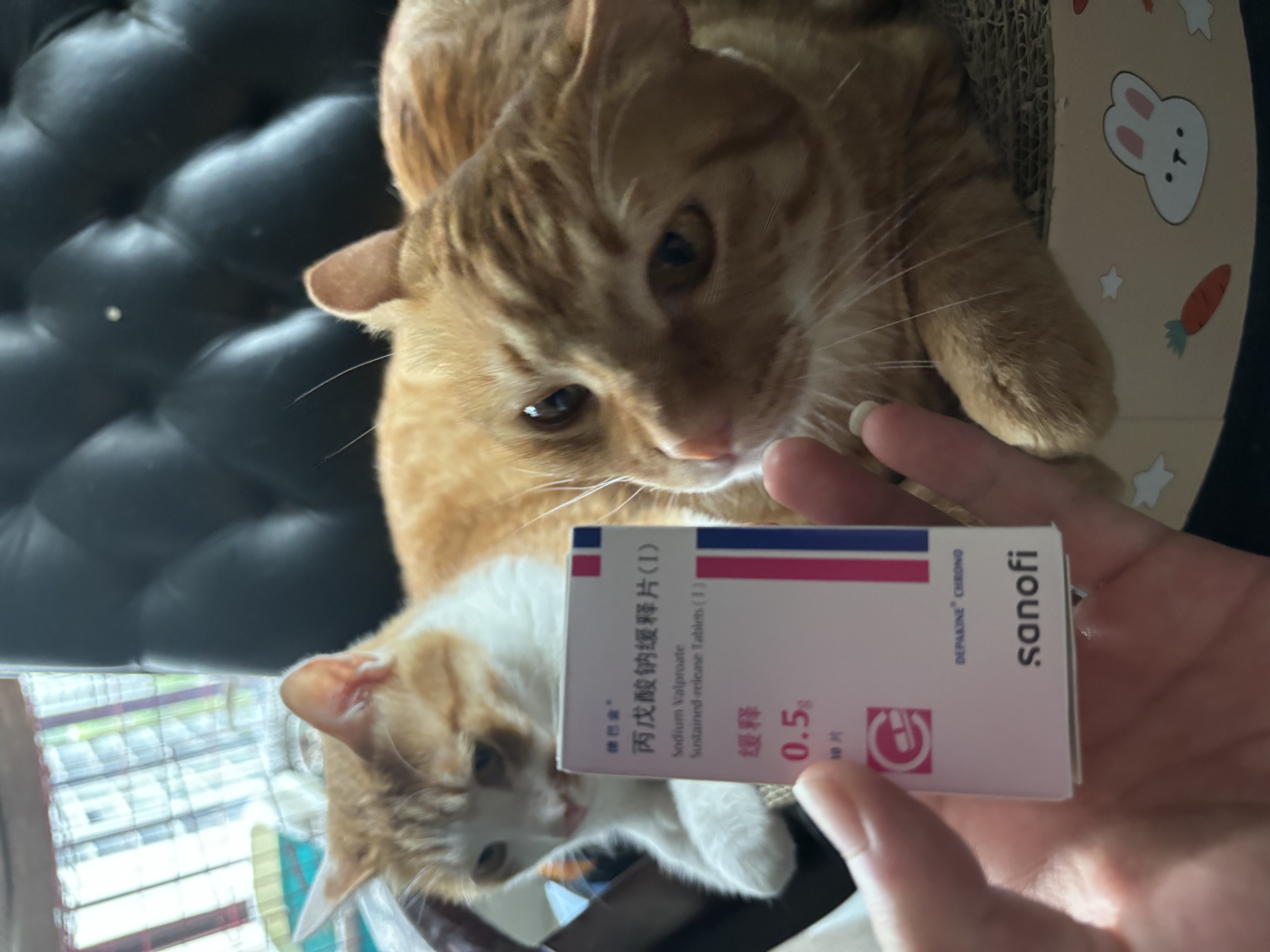 IMG_9503.jpeg