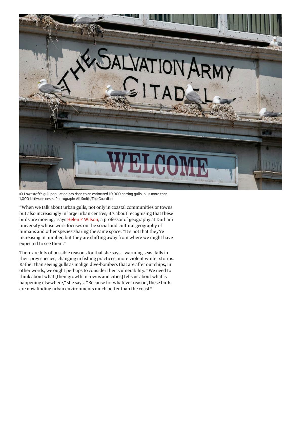 The seagulls have landed_ why gulls are encroaching on Britain’s towns _ Birds _ The Guardian(5).jpeg