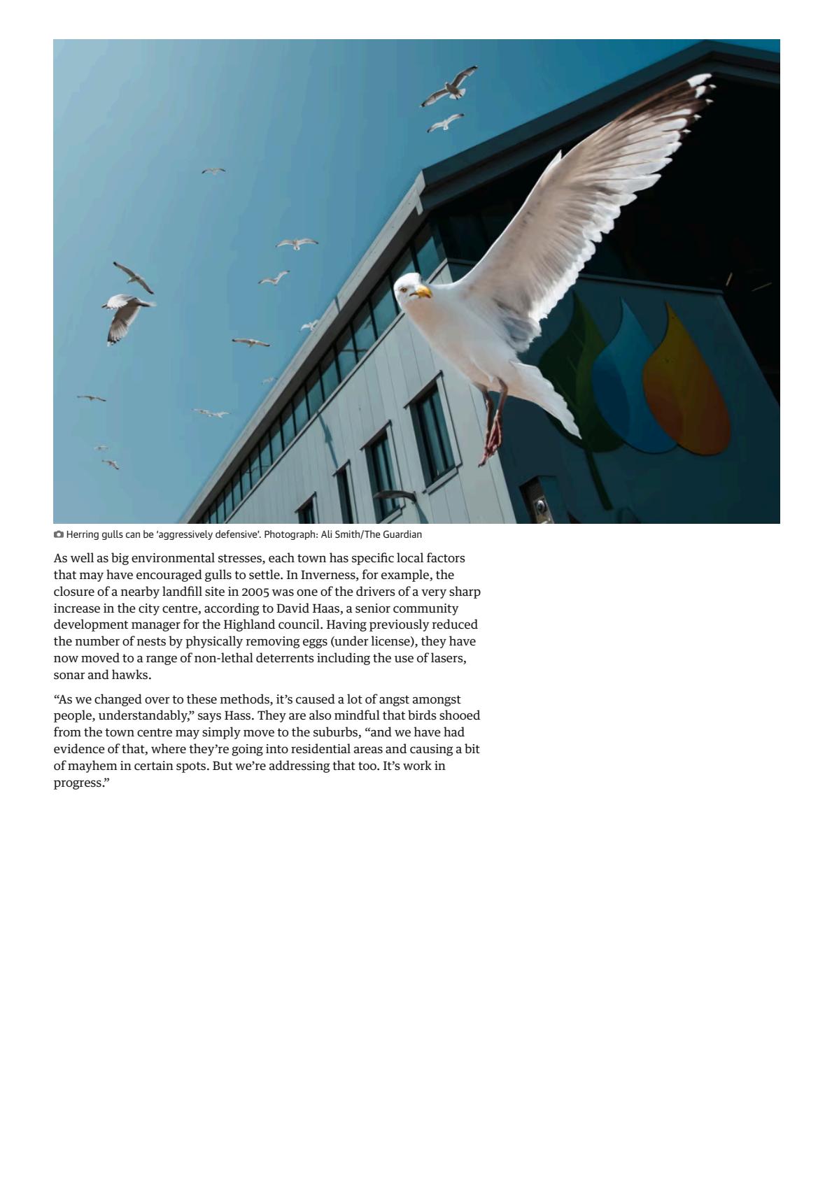 The seagulls have landed_ why gulls are encroaching on Britain’s towns _ Birds _ The Guardian(7).jpeg