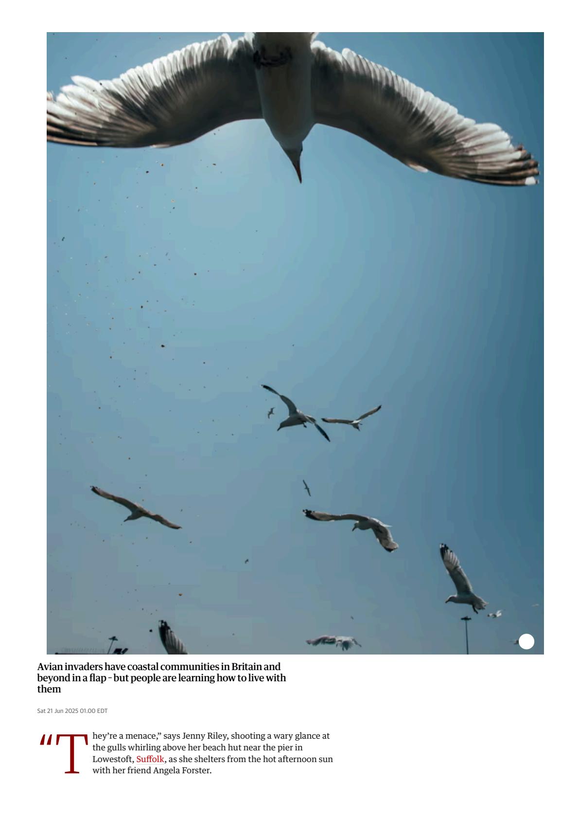The seagulls have landed_ why gulls are encroaching on Britain’s towns _ Birds _ The Guardian(2).jpeg