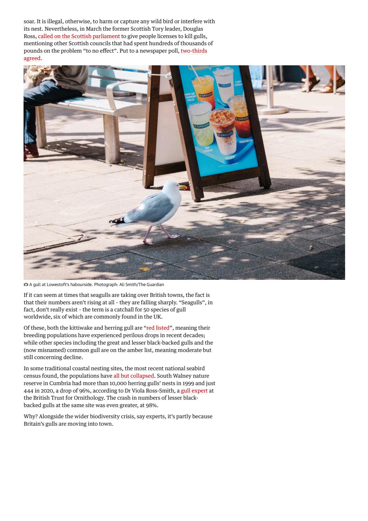 The seagulls have landed_ why gulls are encroaching on Britain’s towns _ Birds _ The Guardian(4).jpeg
