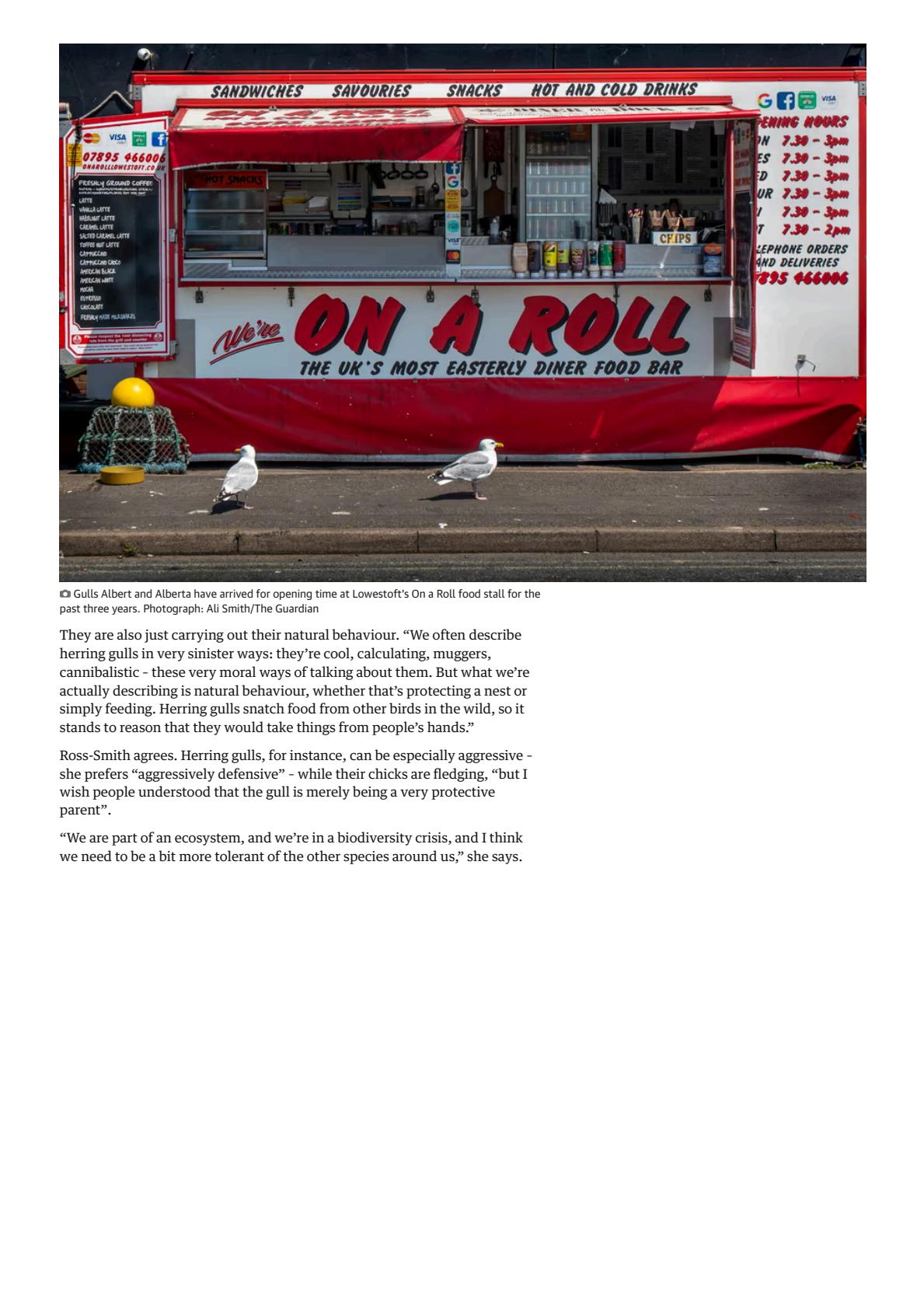 The seagulls have landed_ why gulls are encroaching on Britain’s towns _ Birds _ The Guardian(6).jpeg