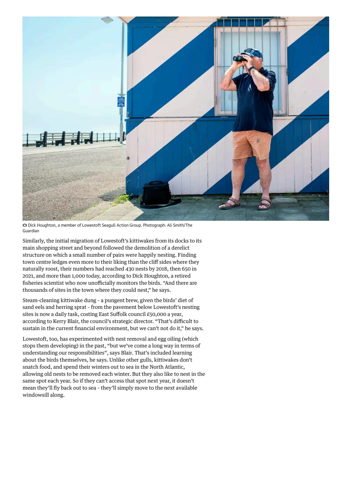 The seagulls have landed_ why gulls are encroaching on Britain’s towns _ Birds _ The Guardian(8).jpeg