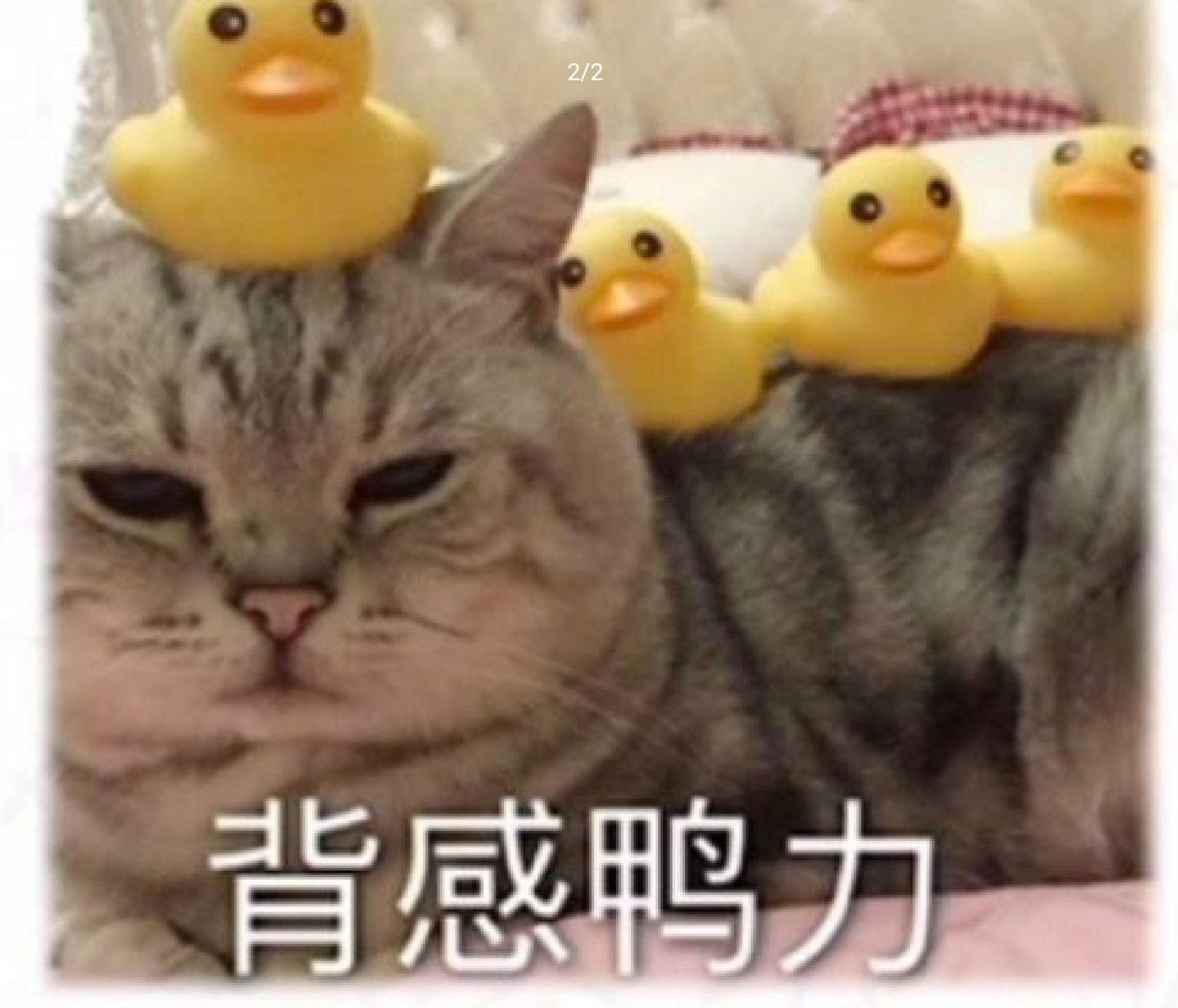 1753193339088.jpg
