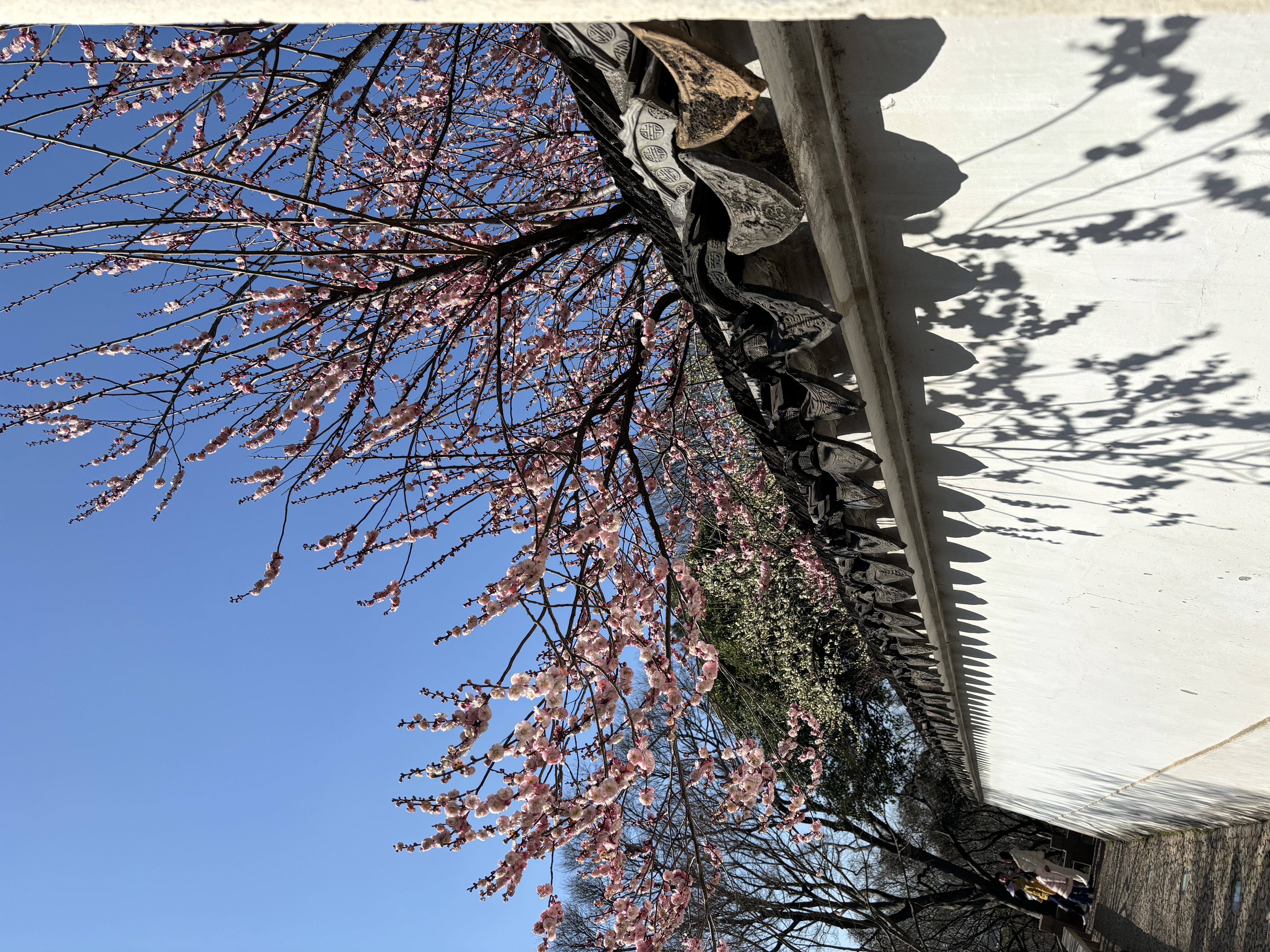 IMG_9833.jpeg