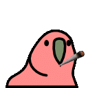 bluntparrot.gif